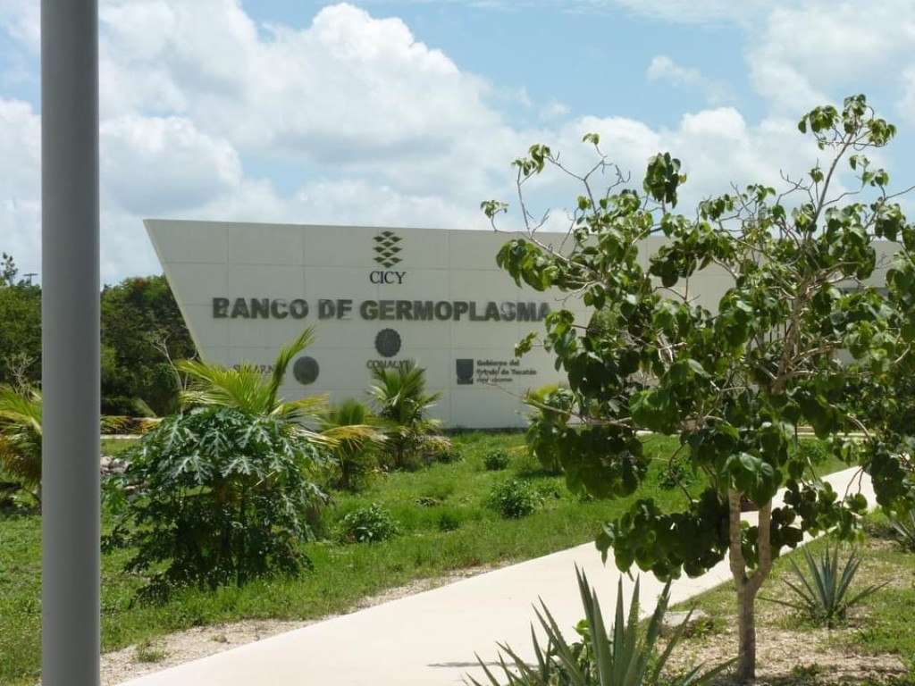 Lista De Bancos De Germoplasma En Mexico