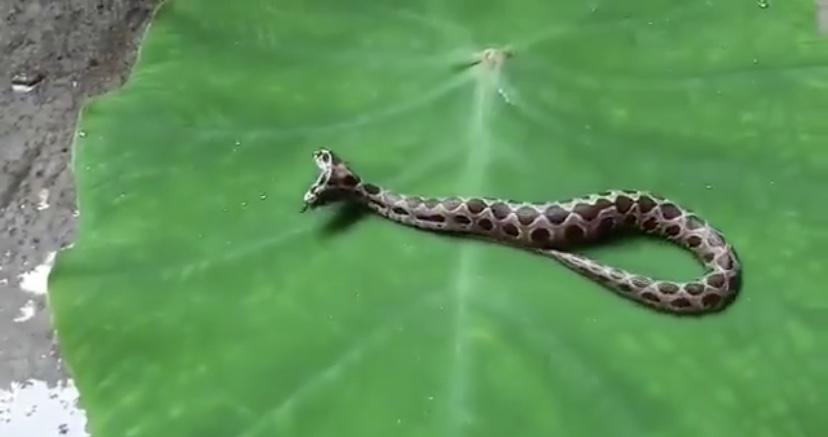 Serpiente Muy Venenosa De Egipto Y De La India