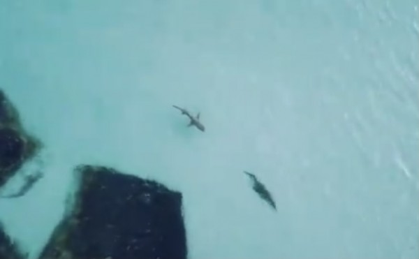 Impresionante persecución entre un tiburón cazando a un cocodrilo se hace  viral via @laviejaguardiaa