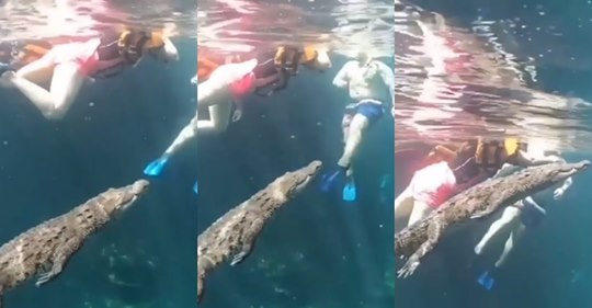 Turistas se “topan” con cocodrilo en un cenote de Tulum, Quintana Roo via  @laviejaguardiaa